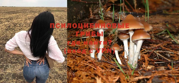прущие грибы Абдулино